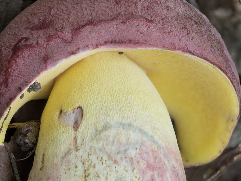 Boletus fuscoroseus